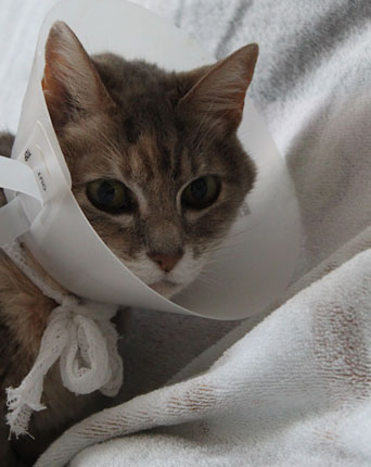 Cone of Shame Cone of Shame