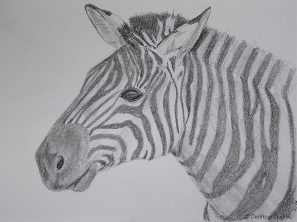 Drawing_Zebra